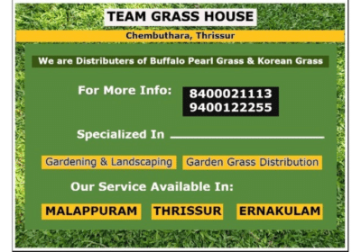 Buffalo-Pearl-Grass-Distributors-and-Suppliers