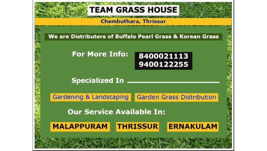 Best Buffalo Pearl Grass Distributors and Suppliers in Palarivattom Angamaly Perumbavoor Vyttila Kalady Maradu North Paravur