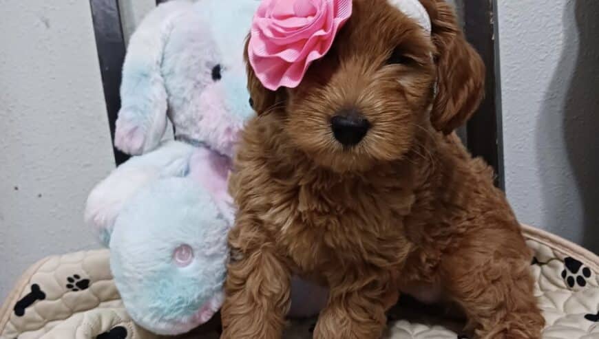 Cavapoo Puppies For Sale in Canada