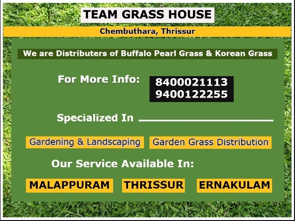 Best Buffalo Pearl Grass Distributors and Suppliers in Palarivattom Angamaly Perumbavoor Vyttila Kalady Maradu North Paravur