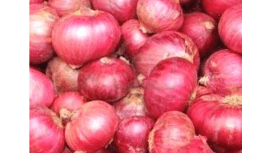 Red Onion Exporter in India | Geewin Exim