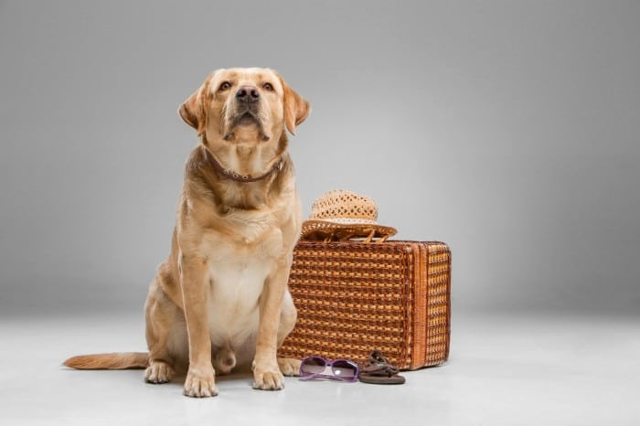 Safe and Stress-Free Pet Transport Services in Chandigarh | RemedioVet