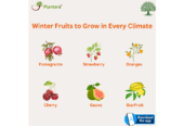 Winter Fruits to Grow in Every Climate | Plantora