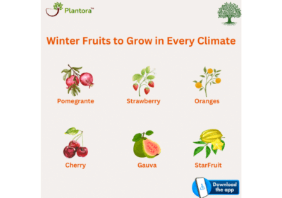 Winter-Fruits-to-Grow-in-Every-Climate-Plantora