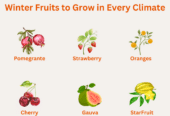 Winter Fruits to Grow in Every Climate | Plantora
