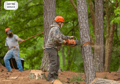 Your-Local-Source-for-Expert-Tree-Removal-in-Minnesota