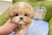 Poodle Puppies For Adoption in New York