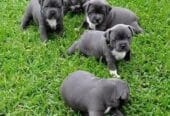 Beautiful Staffordshire Puppies Males and Females Available