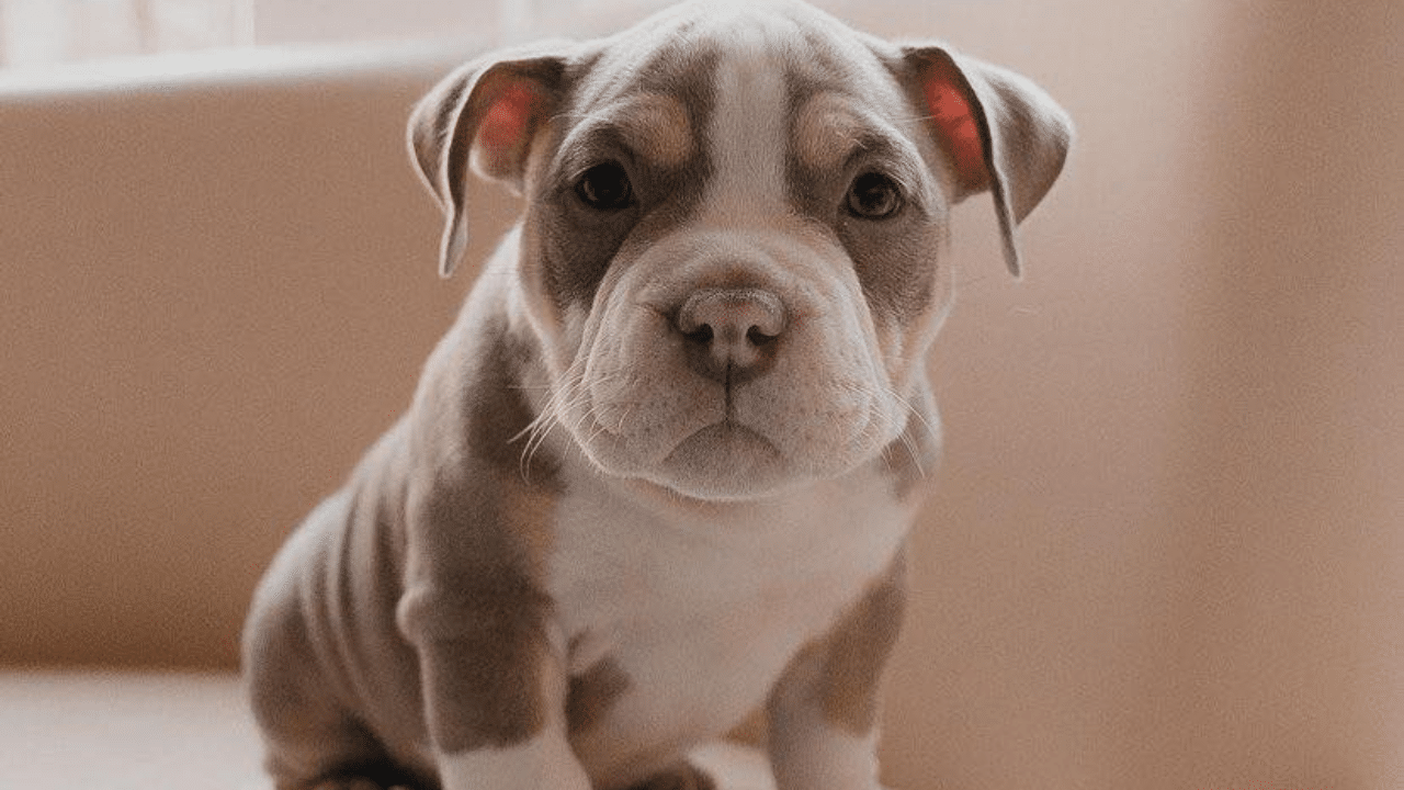 American Bully Puppies For Sale in Florida