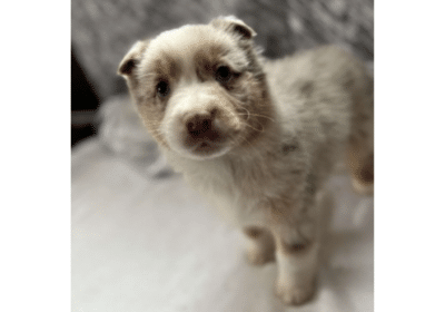 Australian-Shepherd-Puppies-For-Sale