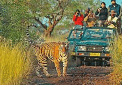 Big Cat Safari – My Rajasthan Trip