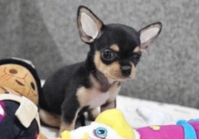 Chihuahua-Puppies-For-Sale