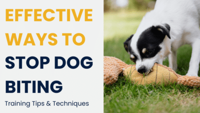 Effective-Ways-to-Stop-Dog-Biting-Training-Tips-and-Techniques-Solid-K9-Training