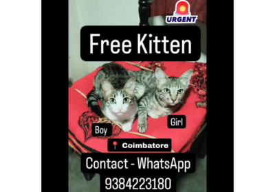 Free-Kittens-Coimbatore