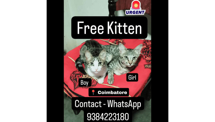 Free Kittens Coimbatore