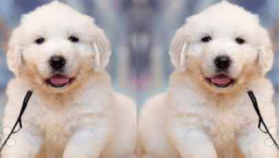 Gizmo-Golden-Retriever-Puppy-For-Sale