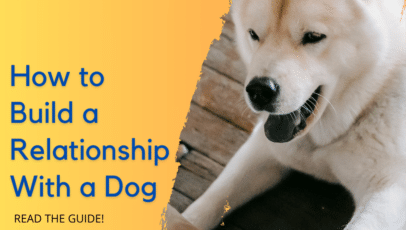 How-to-Build-a-Relationship-with-a-Dog-Read-The-Guide-Solid-K9-Training