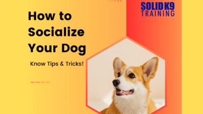 How-to-Socialize-Your-Dog-Know-Tips-and-Tricks-Solid-K9-Training