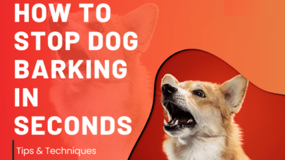 How-to-Stop-Dog-Barking-in-Seconds-Tips-and-Techniques-Solid-K9-Training