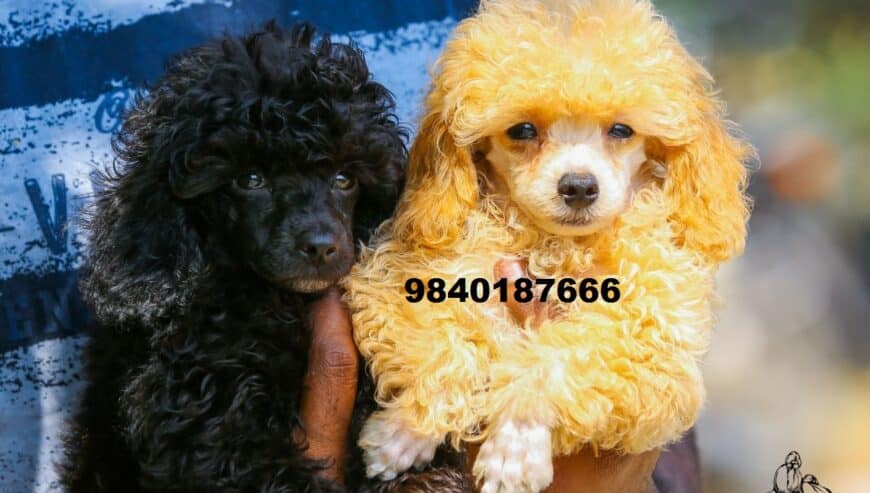 Buy Poodle Puppies in Chennai