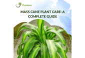 Mass Cane Plant Care – A Complete Guide | Plantora