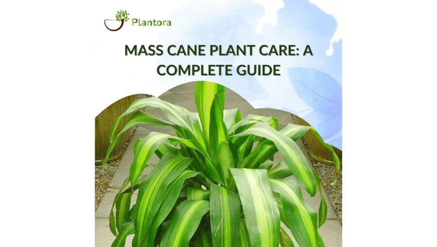 Mass Cane Plant Care – A Complete Guide | Plantora