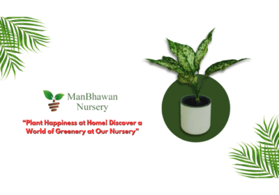 Online-Fresh-Plants-at-The-Lowest-Price-ManBhawan-Nursery