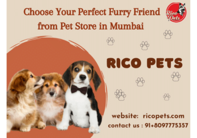 Pet-Store-in-Mumbai-Rico-Pets