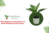 Buy Online Fresh Plants at The Lowest Price | ManBhawan Nursery