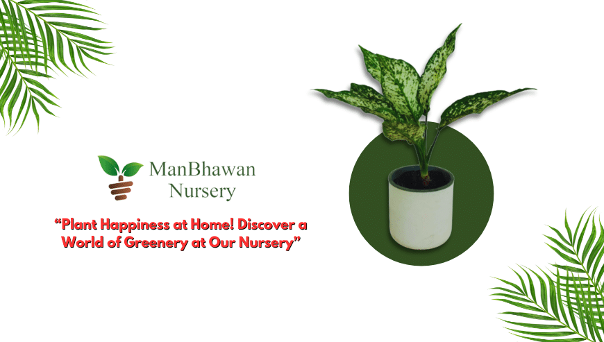 Buy Online Fresh Plants at The Lowest Price | ManBhawan Nursery