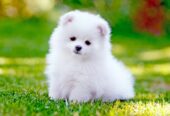 Pomeranian Puppy Available For Christmas