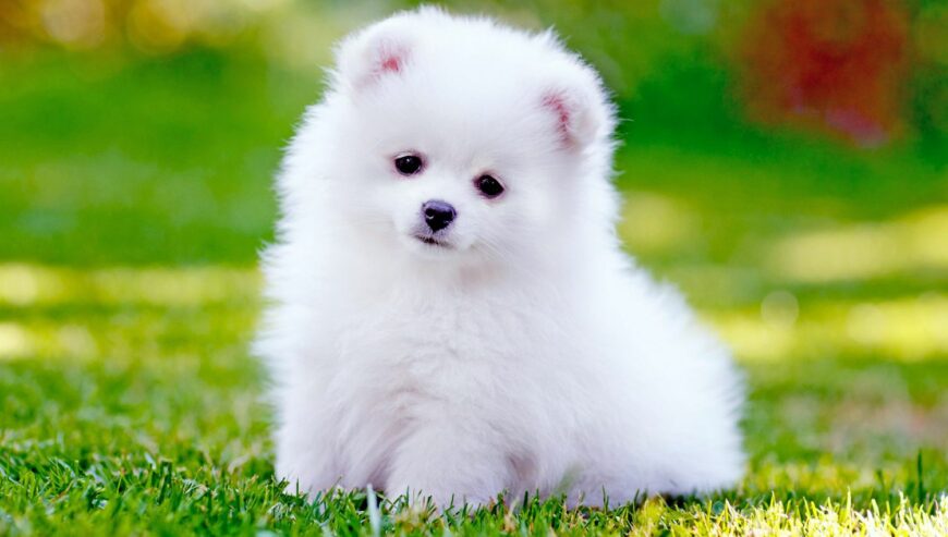 Pomeranian Puppy Available For Christmas