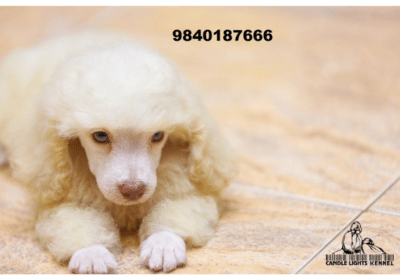 Poodle-Puppies-For-Sale-in-Chennai