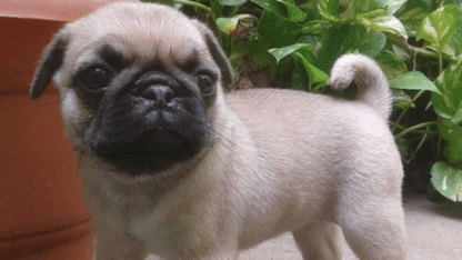 Pug-Puppies-For-Adoption-in-California
