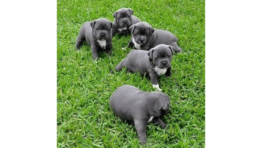 Beautiful Staffordshire Puppies Males and Females Available