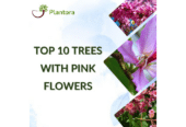 Top 10 Trees with Pink Flowers | Plantora
