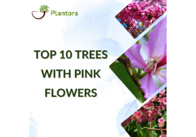 Top-10-Trees-with-Pink-Flowers-Plantora