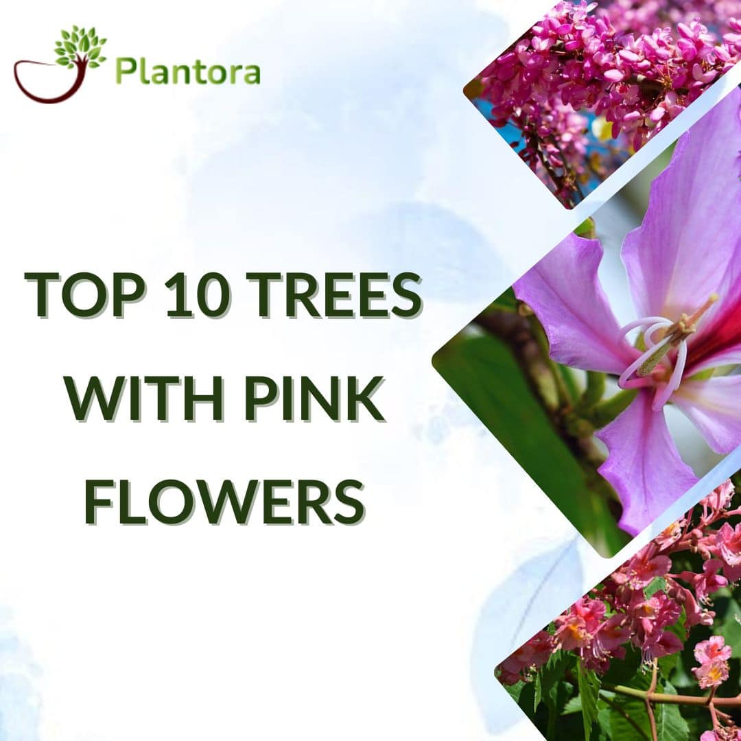 Top 10 Trees with Pink Flowers | Plantora