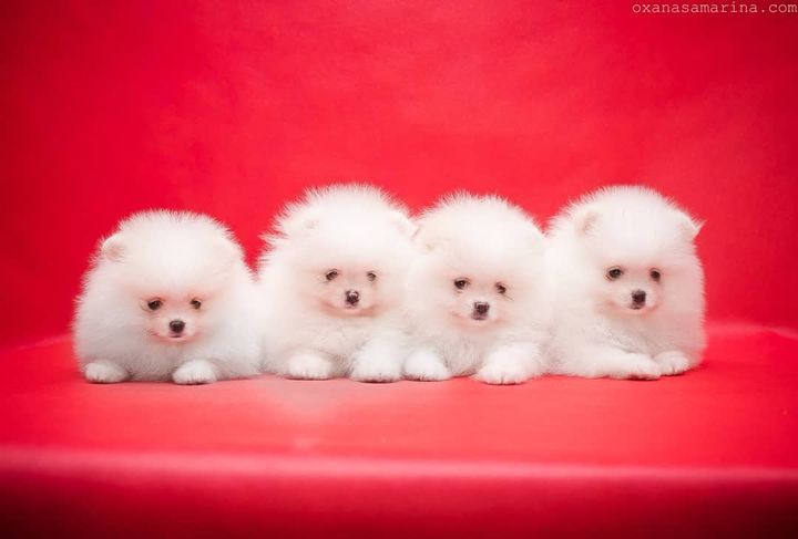 Pomeranian Puppies Ready to Leave For Their Forver Homes Now