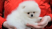 Pomeranian Puppies Ready to Leave For Their Forver Homes Now