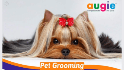 Best-Pet-Grooming-Service-in-Bangalore-Augie