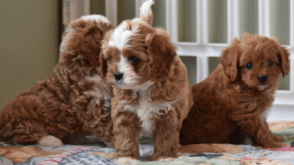 Cavoodle-Puppies-For-Homes-Coello-Cavoodles