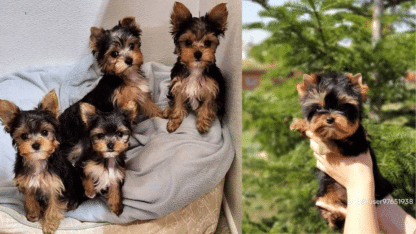 Male-and-Female-Teacup-Yorkshire-Terrier-Puppies-in-UK