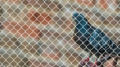 Pigeon-Safety-Nets-in-Bangalore-Karnataka