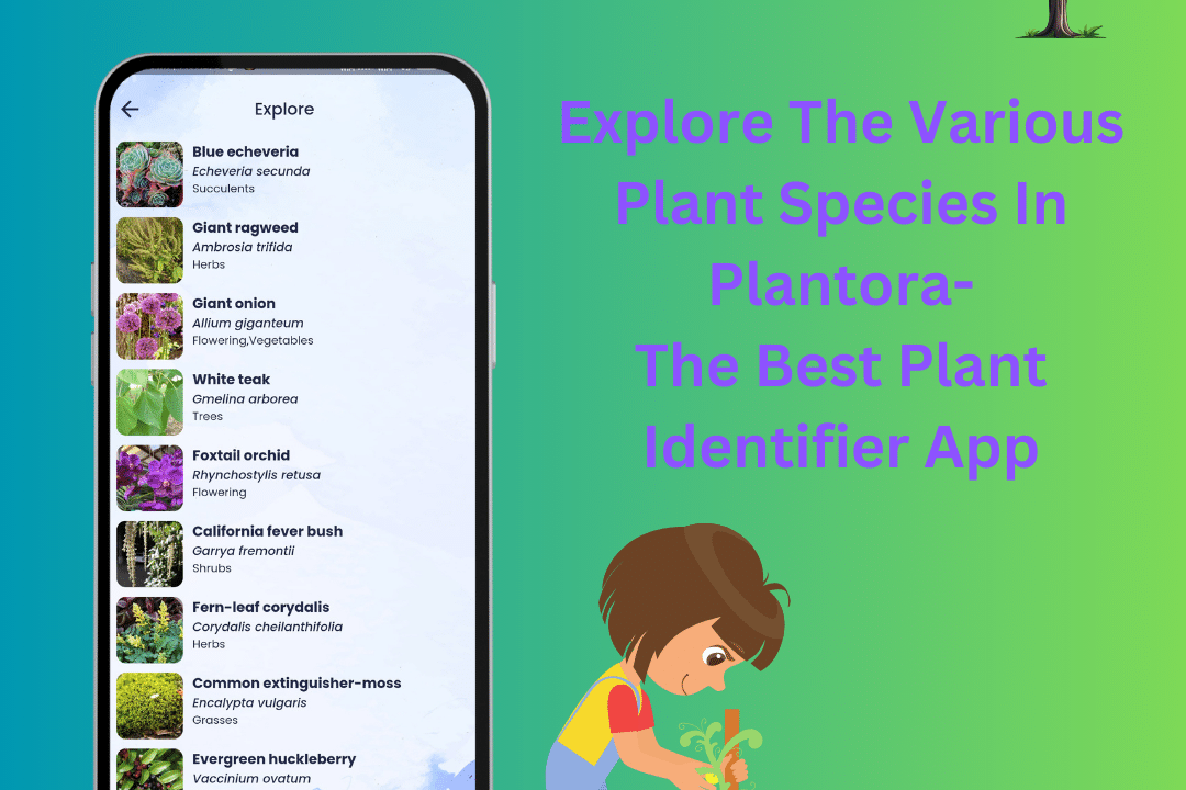 Explore The Plant Species In Plantora The Best Plant Identifier App