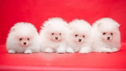 Pomeranian-Puppies-