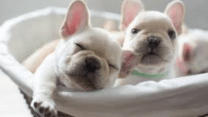 Beautiful Puppies French Bulldog