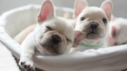 Puppies-French-Bulldog