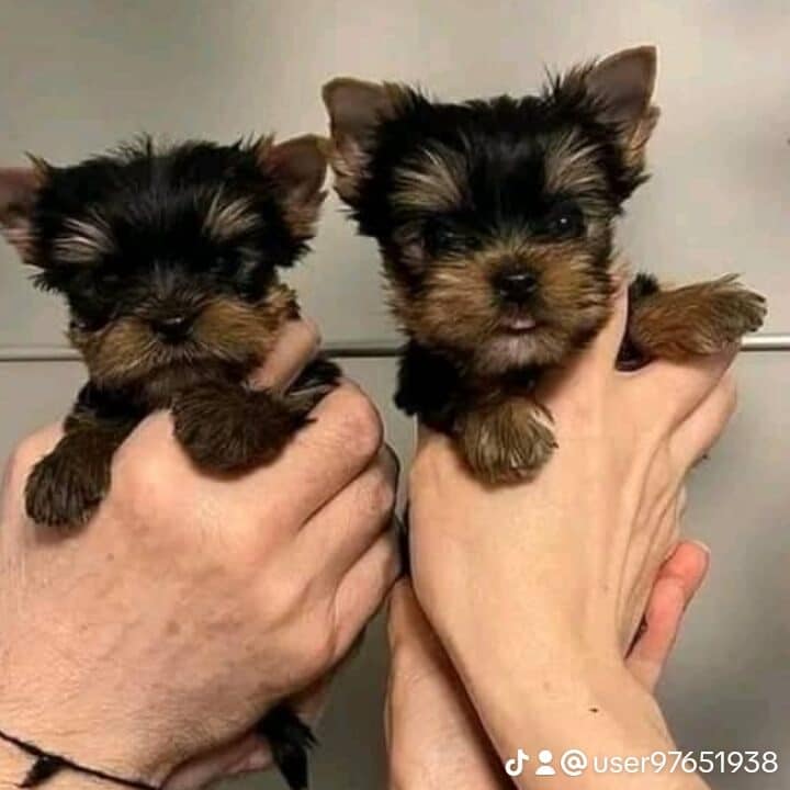 Male and Female Teacup Yorkshire Terrier Puppies in UK