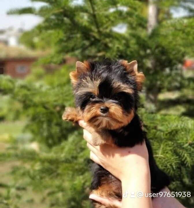 Male and Female Teacup Yorkshire Terrier Puppies in UK